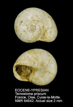EOCENE-YPRESIAN Teinostoma priscum.jpg - EOCENE-YPRESIANTeinostoma priscumDeshayes,1863